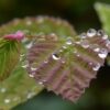 雨の日も
