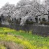 桜咲く