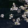 桜、葉桜
